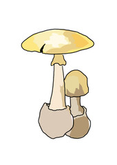 Drawn colored mushrooms of different types on a white background