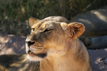 Fototapeta na wymiar Lioness in the Kgalagadi, South Africa