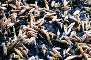 Macro photo of oat seeds sowed in ground full screen picture. Seeding cat grass. Seeds take root in the soil. Selective focus on right side of image
