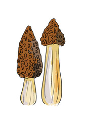 Drawn colored mushrooms of different types on a white background