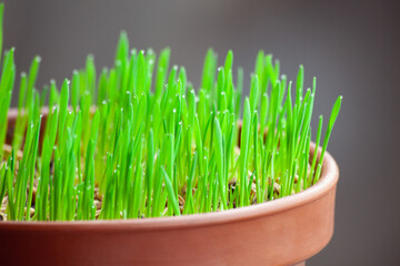 Green cat grass with dew drops grows in a ceramic flower pot in macro. Oat grass plant in...