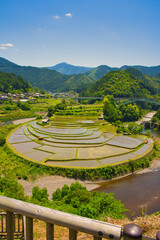 田植え直後のあらぎ島の棚田