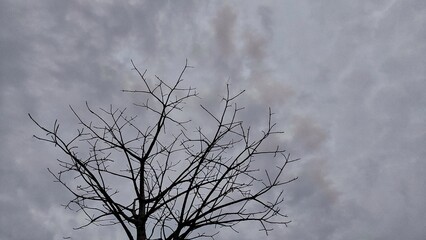A died dry tree without leaf in the garden during cloudy day 