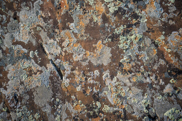 Background texture of a gray brown stone on the rock of the Altai mountains colored in green and white perennial natural moss on a stone from a rock