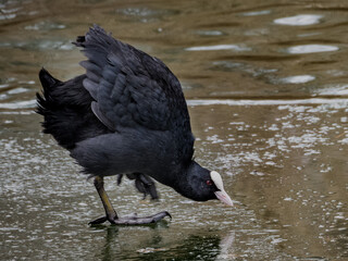 Coot. Coot on the pond. Coot in winter on the pond. Black water bird. Waterfowl

