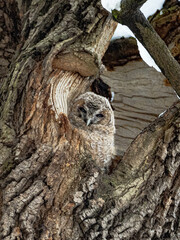 Tawny Owl. The little owl nestling. The chick of the owl. Young owl. An owl in a hollow. Tawny owl nestling in a tree hollow
