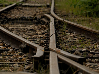 railroad tracks in the forest