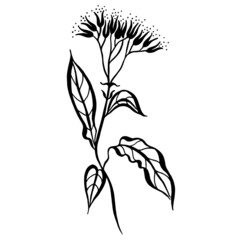 Flowers vector line drawing.  Botanical sketches.Vector illustration. Wildflowers linear drawing. Spring summer black and white flowers.