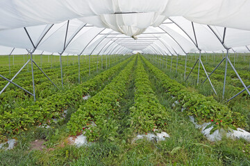 Erdbeeren in Gewächshaus