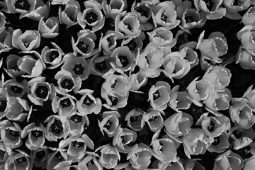 Black And White Tulips, Flowers is a photograph.
