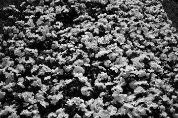 Black And White Tulips, Flowers is a photograph.