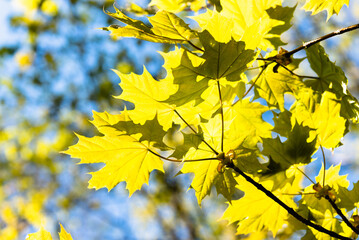 Fototapeta na wymiar Young green maple leaves in spring. Plants are blooming. Against the background of the blue sky. Blurred background. Selective focus.