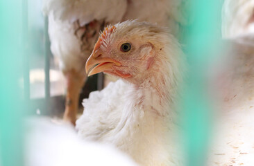 Chicken - eye - closeup
