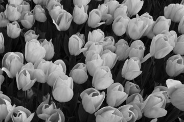 Fototapeta premium Black and White Overhead View of Numerous Tulip Flowers Blooming Together in a Dense Spring Bed