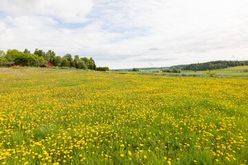 Fototapeta na wymiar Beautiful farm landscape in spring