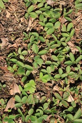 Fresh strawberry plants 