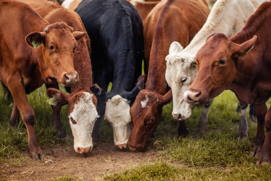 Ganado comiendo césped, vaca mirando en el pasto, cara de animales de agricultura color café, negro y blanco, toro de granja en el campo