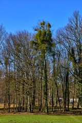 Fototapeta premium Group Of Trees Full Of Mistletoe And Ivy