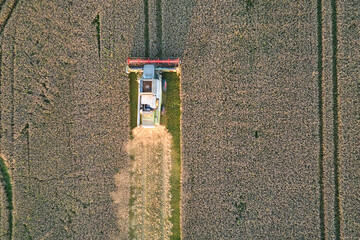 Aerial view of combine harvester working during harvesting season on large ripe wheat field. Agriculture concept