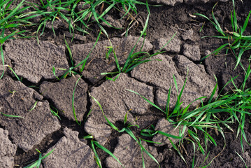 Cracked earth soil as a texture background. Top view.