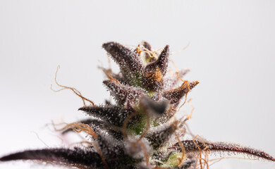 marijuana flowering CBD bud cannabis plant