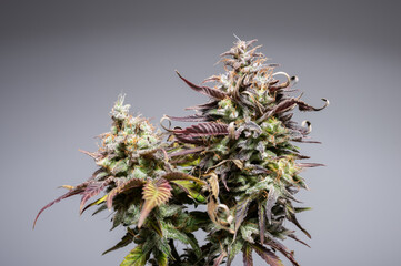 Bud of Cannabis Plant With Trichomes Stigma Pistil Fan Leaves Blooming Flower