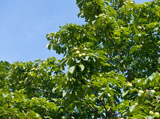 Fototapeta na wymiar fruits of horse chestnut in sunny spring day
