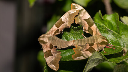 Lindenschwärmer bei der Paarung