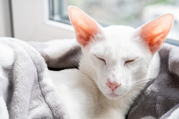 Fototapeta na wymiar Oriental shorthair white cat sleeping near the window.