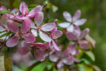 The blossoming cherry branch in a garden