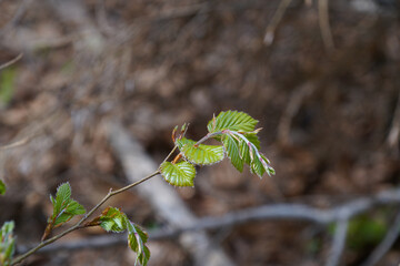 leaves on the tree