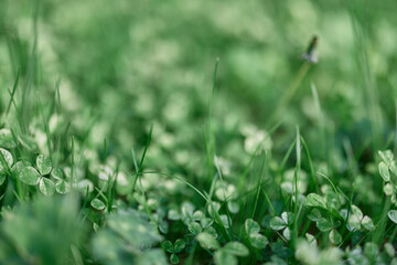Young green leaves jib close-up, fresh lawn grass in summer on the ground in sunlight for a screen...