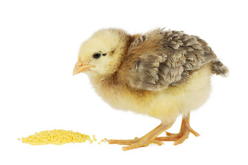 Feed for little chickens, poultry isolated on white background.