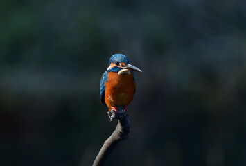 餌を探すカワセミ