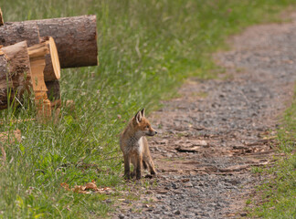 Frühes Licht, Feldrand, junger Fuchs