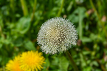 Dandelion seeds blowing in wind in summer field background
