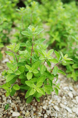 スイートマジョラム