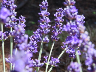 早咲きのラベンダーの花