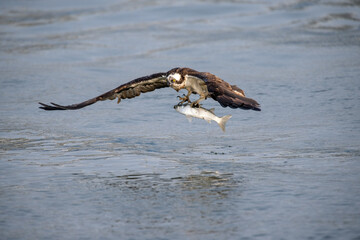 獲物を狙う猛禽類のミサゴ