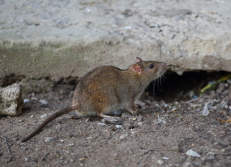 A wild rat near its burrow under a concrete slab - obrazy, fototapety, plakaty
