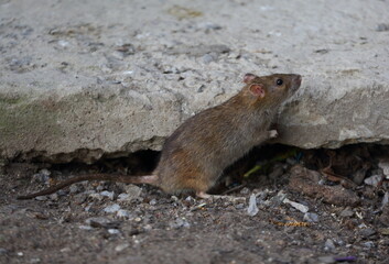 A wild rat near its burrow under a concrete slab