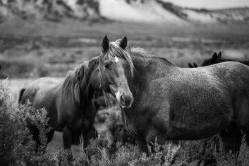 Fototapeta premium Colorful ranch horse herd in North West Colorado being rounded up and brought in for the summer