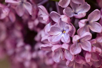 Lilac. Purple abstract background with small lilac flowers. Beautiful floral background with copy space.