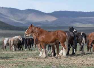 Colorful ranch horse herd in North West Colorado being rounded up and brought in for the summer