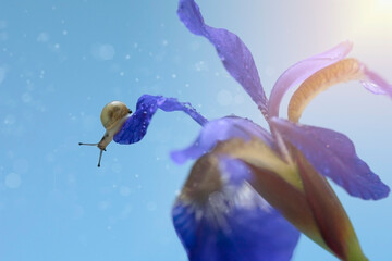 Fototapeta na wymiar Blue defocused background. A tiny snail on a blue yak flower with blurry lights, sunbeams and highlights on a blurred blue background with copy space. Macro photography. Concept