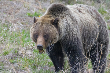 A wild grizzly bear known as "Felicia" in the Greater Yellowstone Ecosystem foraging for food in a field.