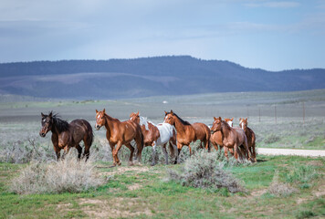 Colorful ranch horse herd in North West Colorado being rounded up and brought in for the summer