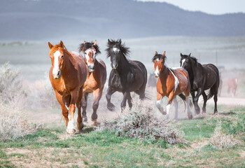 Colorful ranch horse herd in North West Colorado being rounded up and brought in for the summer