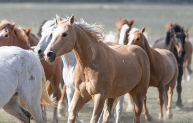 Obraz na płótnie Canvas Colorful ranch horse herd in North West Colorado being rounded up and brought in for the summer