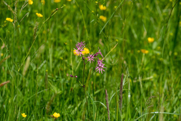 flowers in the meadow